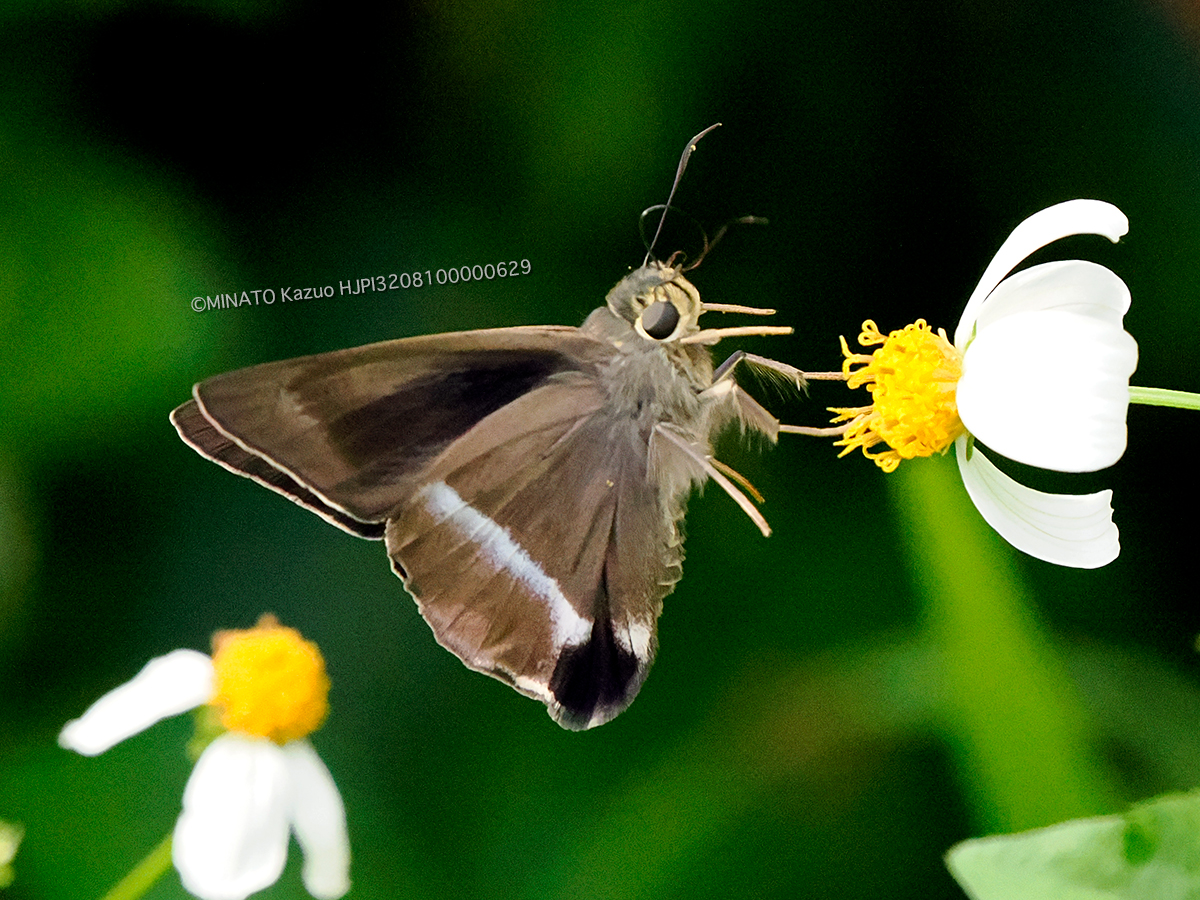 オキナワビロードセセリ オキナワビロードセセリ