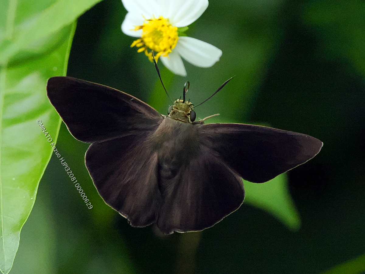 オキナワビロードセセリ オキナワビロードセセリ