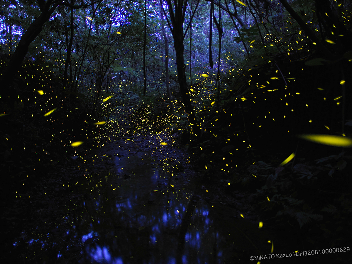 クロイワボタル クロイワボタル