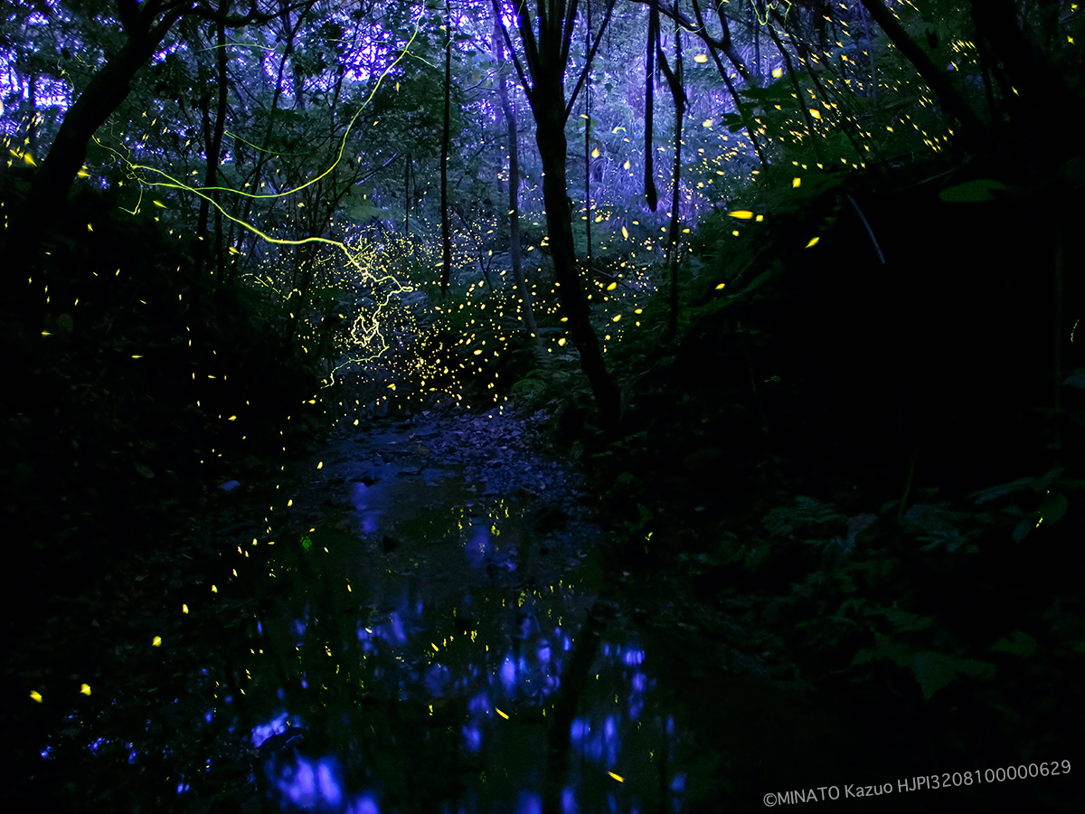 クロイワボタルとオキナワスジボタル クロイワボタルとオキナワスジボタル