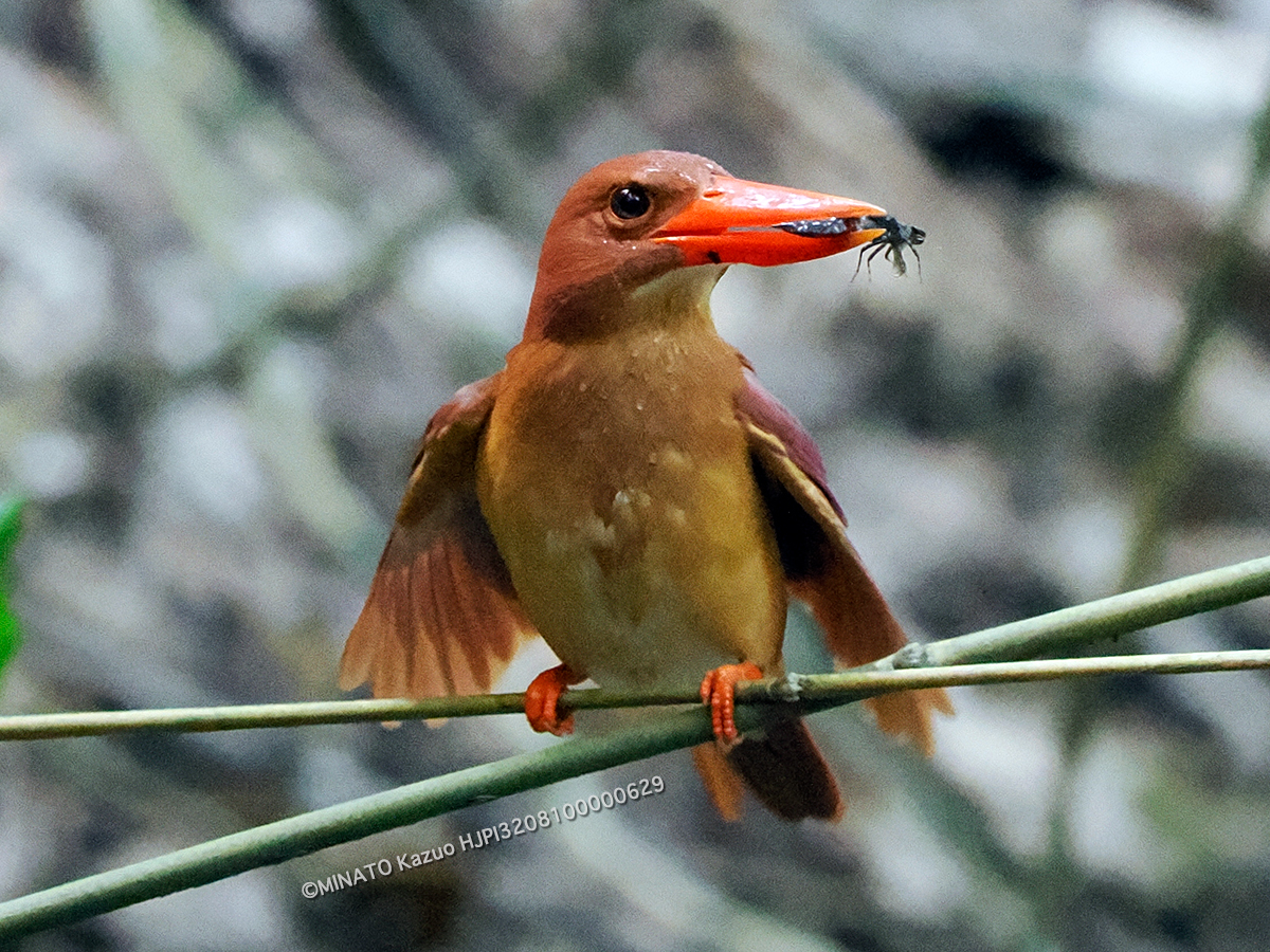 リュウキュウアカショウビン リュウキュウアカショウビン