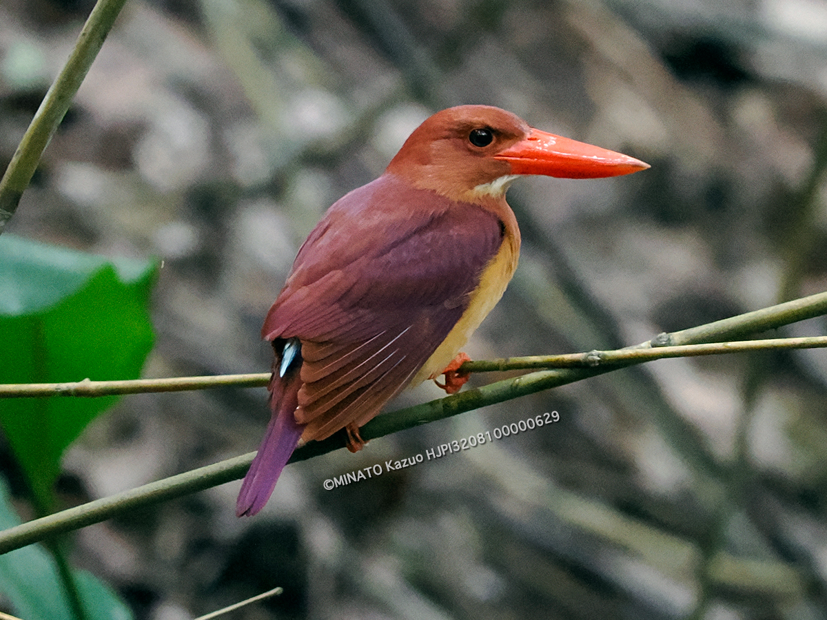 リュウキュウアカショウビン リュウキュウアカショウビン