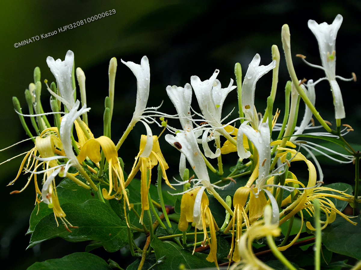 ハマニンドウ ハマニンドウ