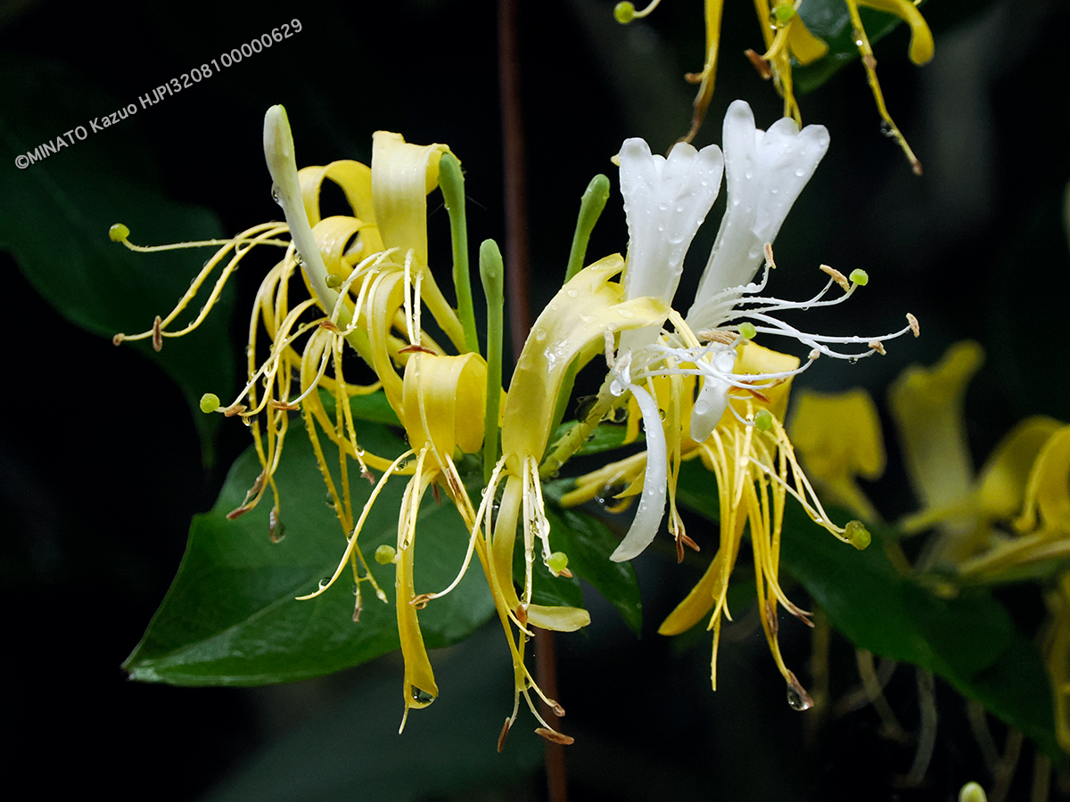 ハマニンドウ ハマニンドウ