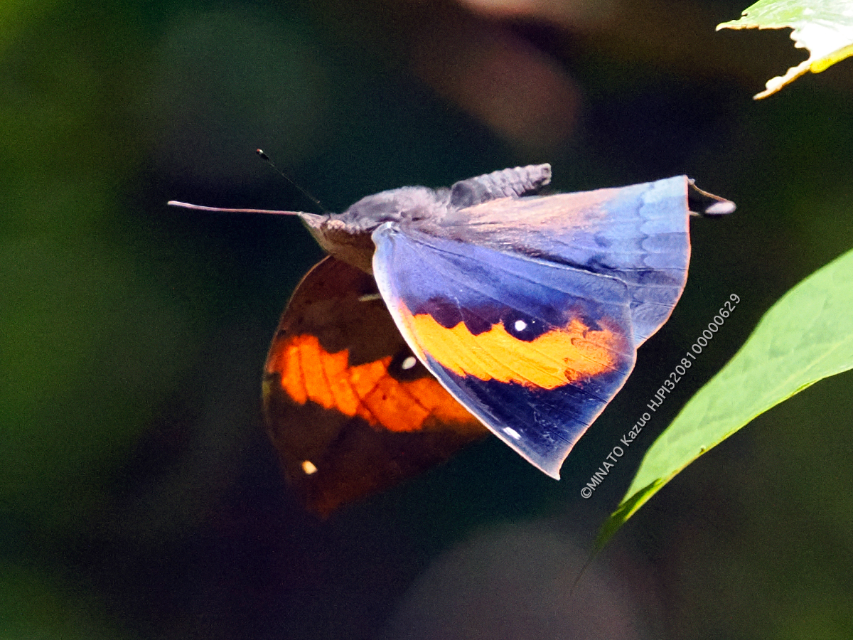コノハチョウ コノハチョウ