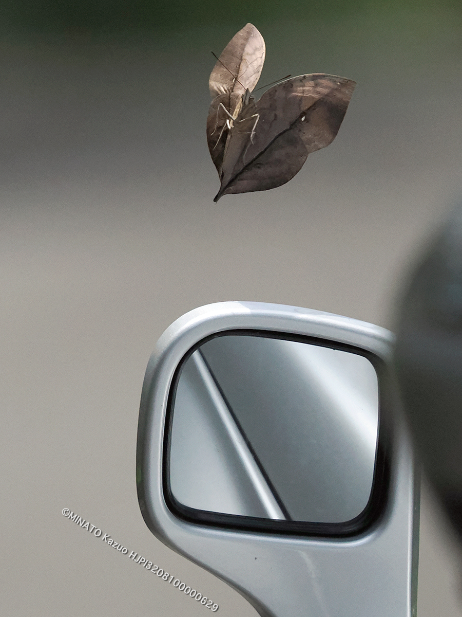 コノハチョウ コノハチョウ