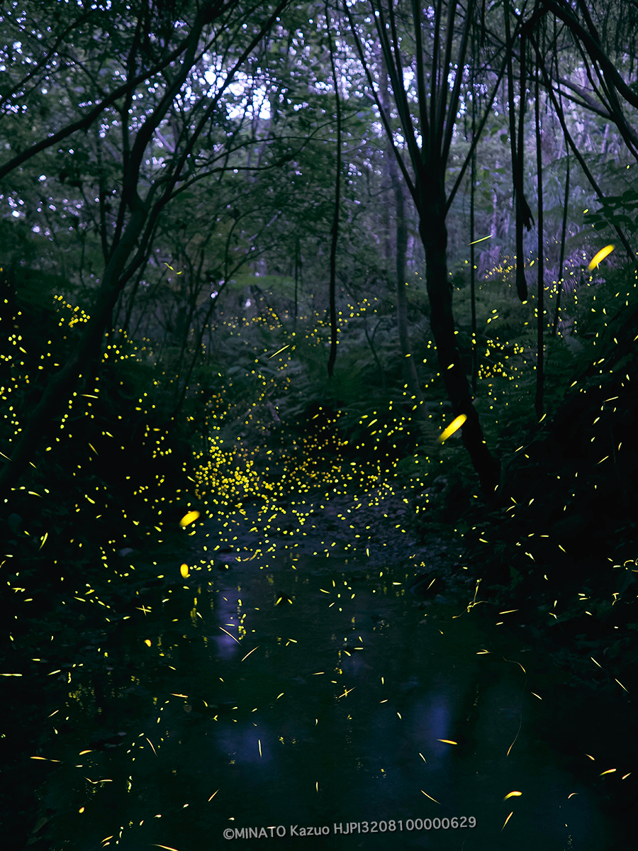 ホタル ホタル