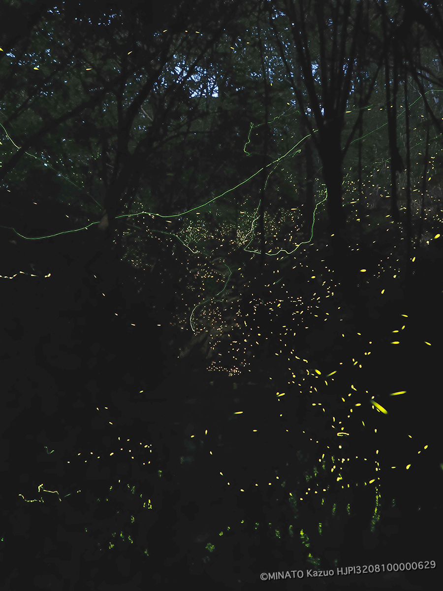 ホタル2種 ホタル2種