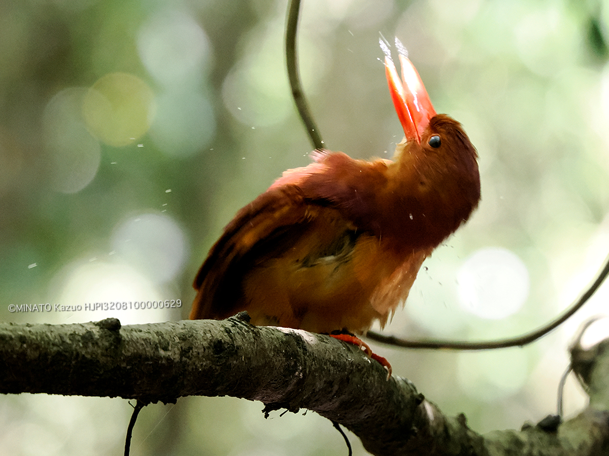 リュウキュウアカショウビン リュウキュウアカショウビン