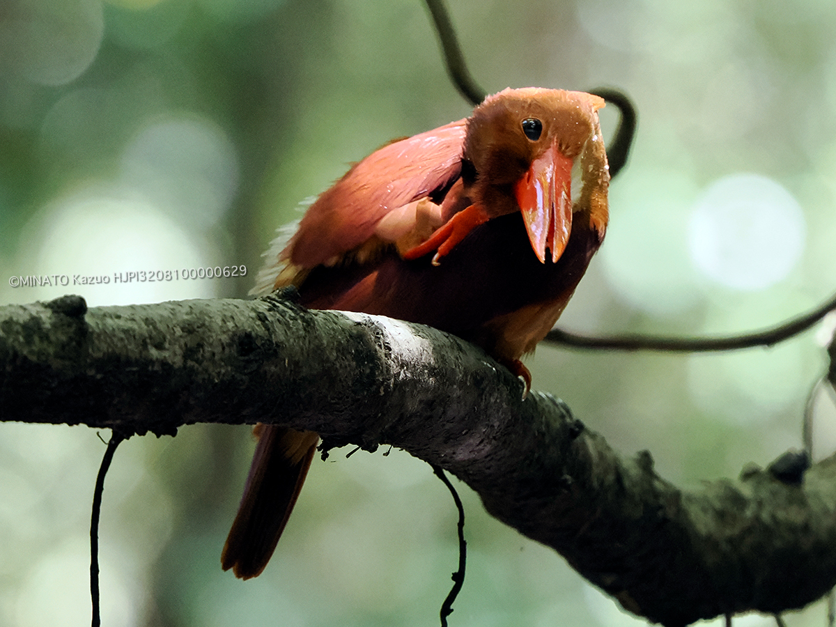 リュウキュウアカショウビン リュウキュウアカショウビン
