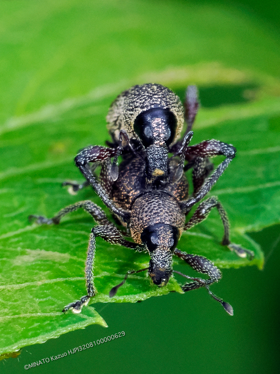 ヨナグニアカアシカタゾウムシ ヨナグニアカアシカタゾウムシ