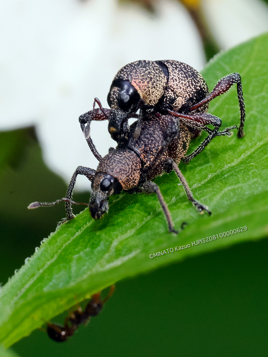 ヨナグニアカアシカタゾウムシ ヨナグニアカアシカタゾウムシ