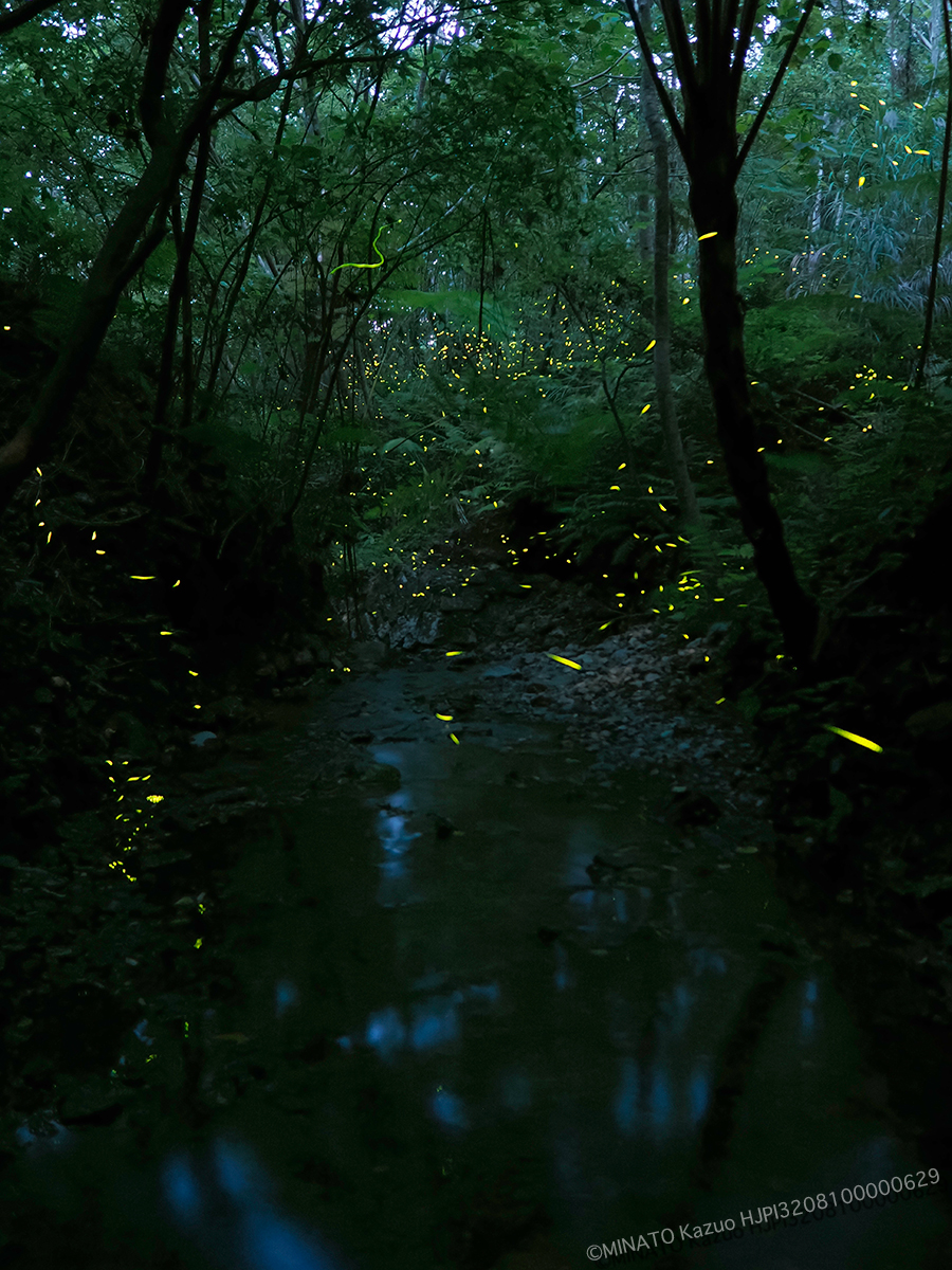 クロイワボタル クロイワボタル