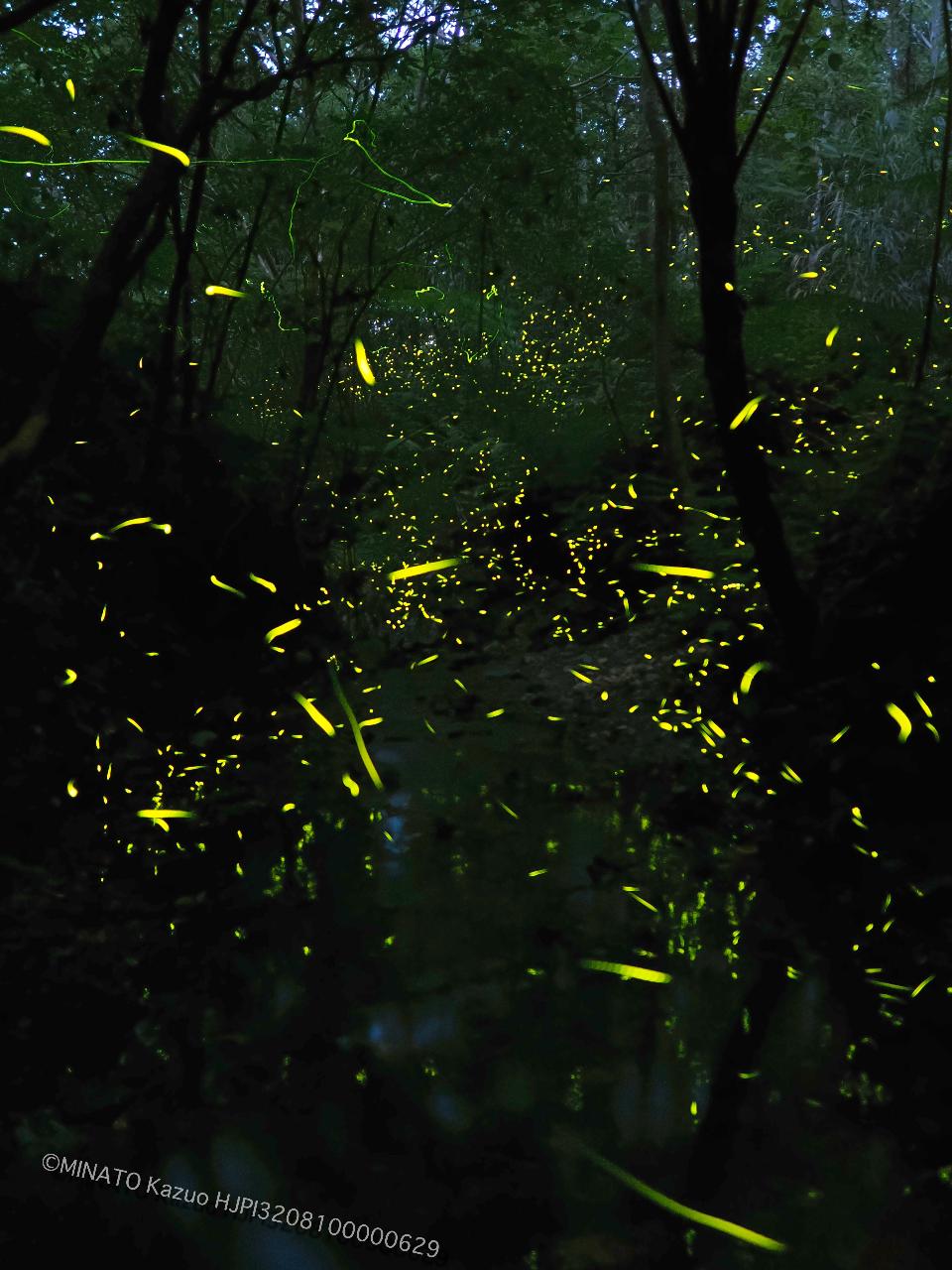 クロイワボタル クロイワボタル