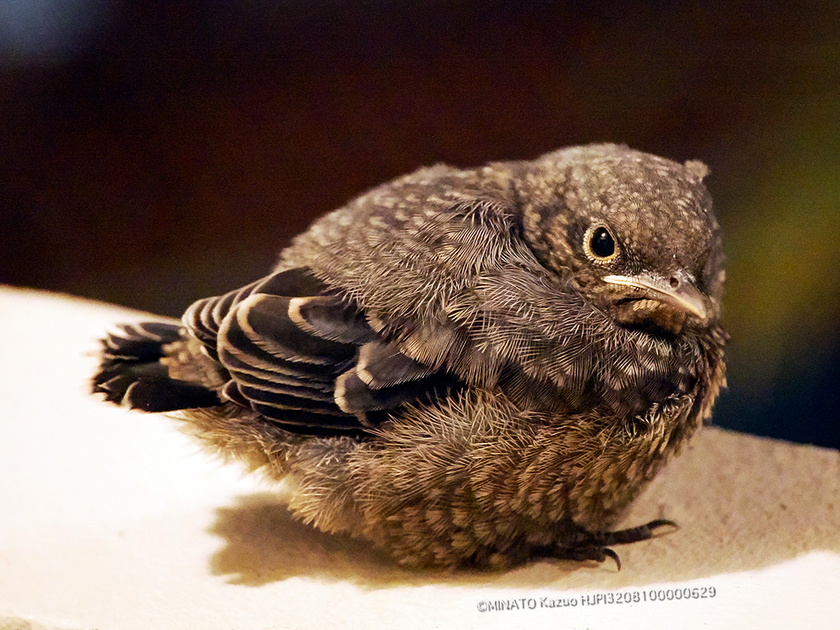 イソヒヨドリ雛 イソヒヨドリ雛