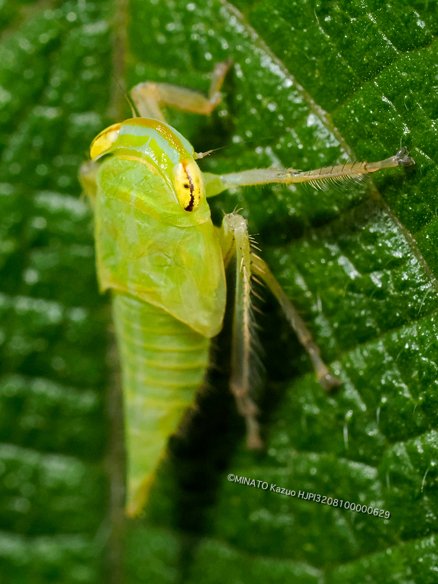 オサヨコバイ幼虫 オサヨコバイ幼虫