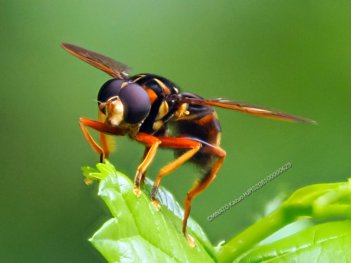 オキナワナガハナアブ オキナワナガハナアブ