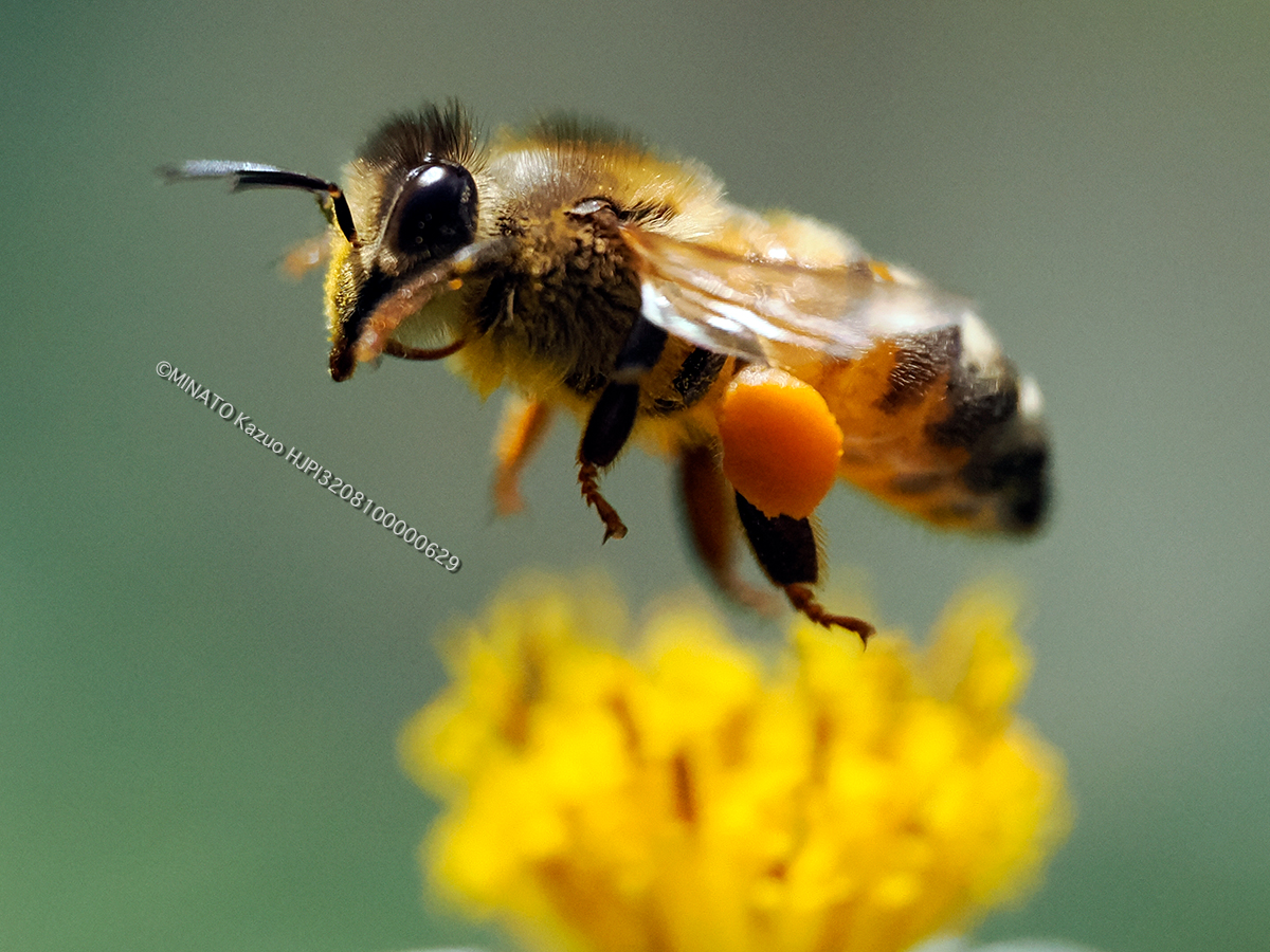 セイヨウミツバチ セイヨウミツバチ