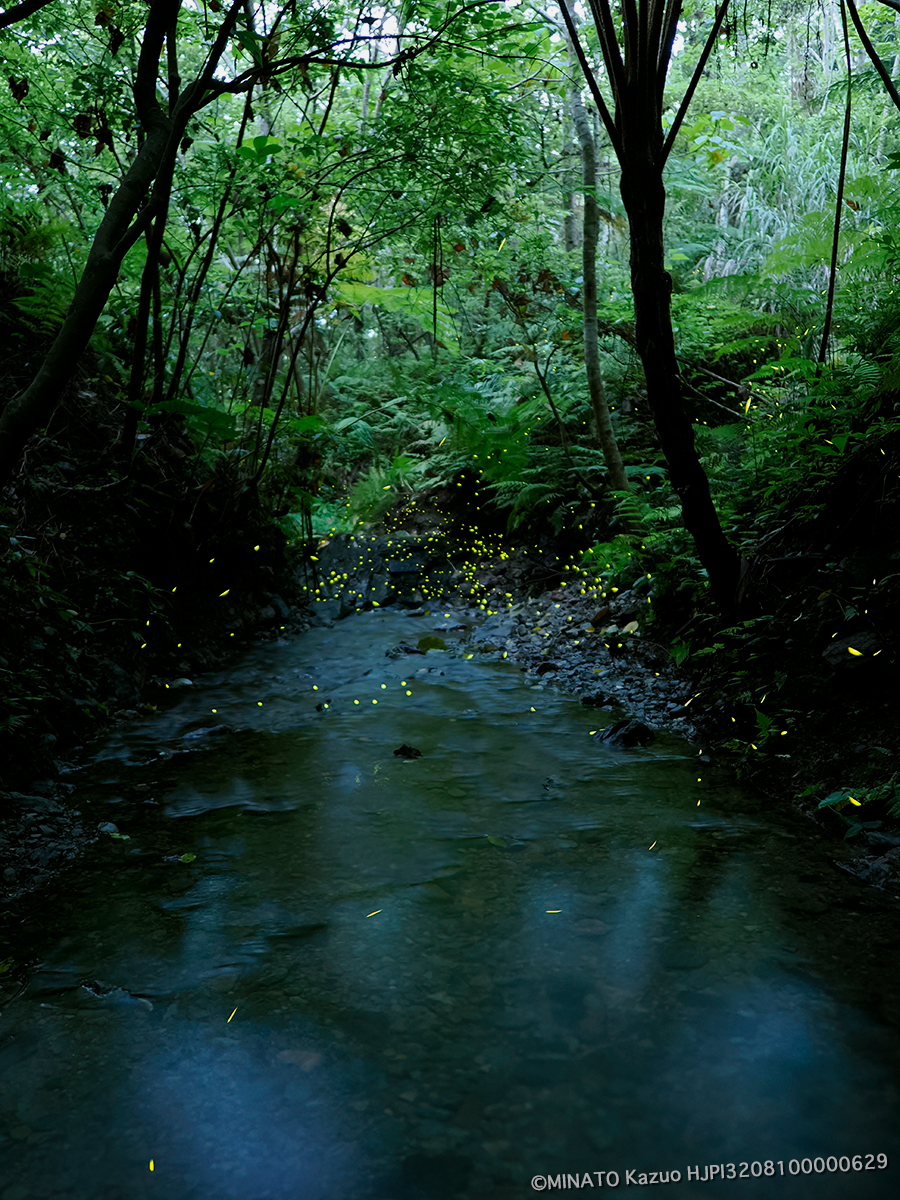 クロイワボタル クロイワボタル