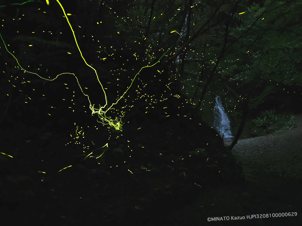 オキナワスジボタル・クロイワボタル オキナワスジボタル・クロイワボタル