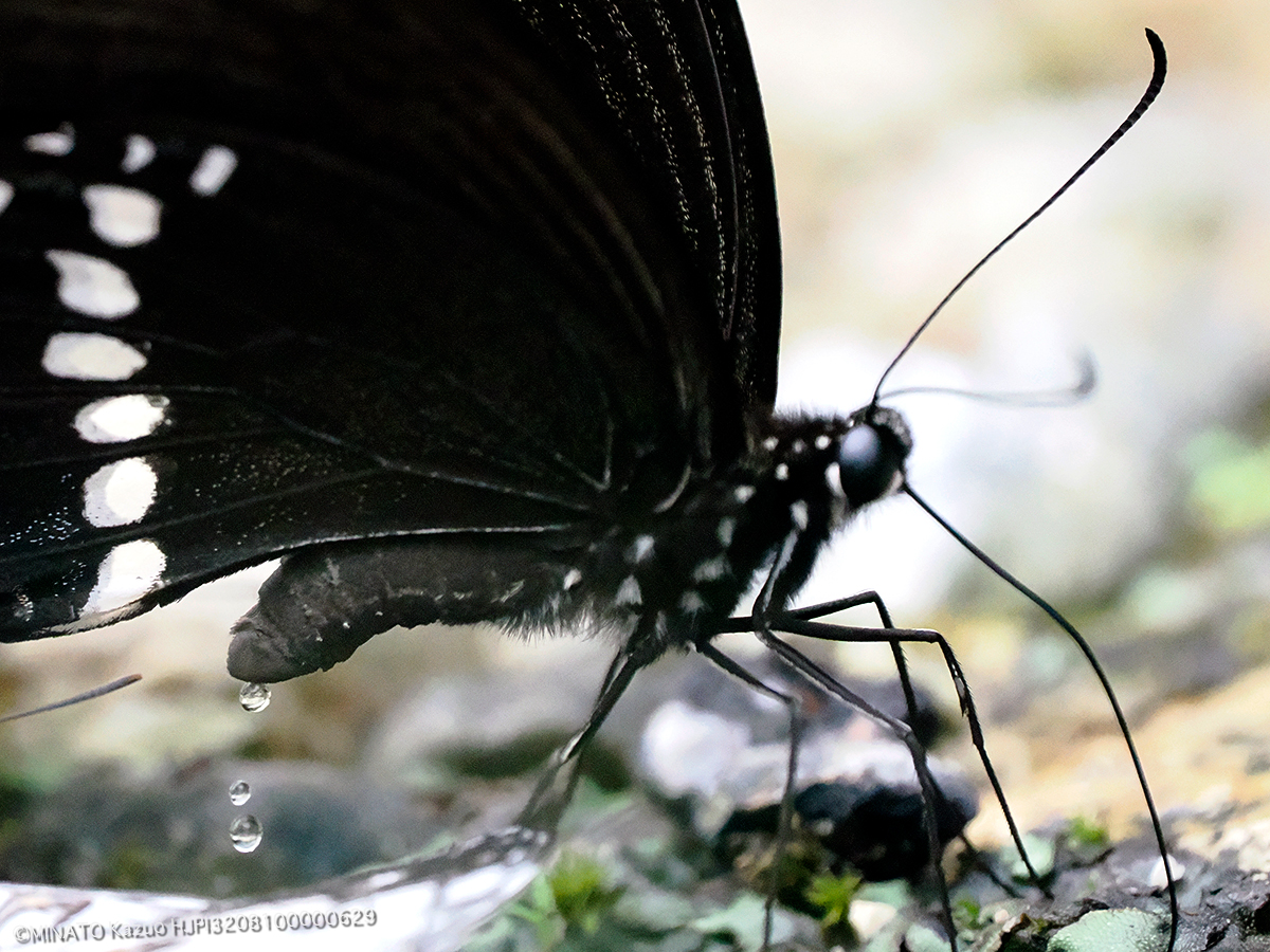 シロオビアゲハ シロオビアゲハ