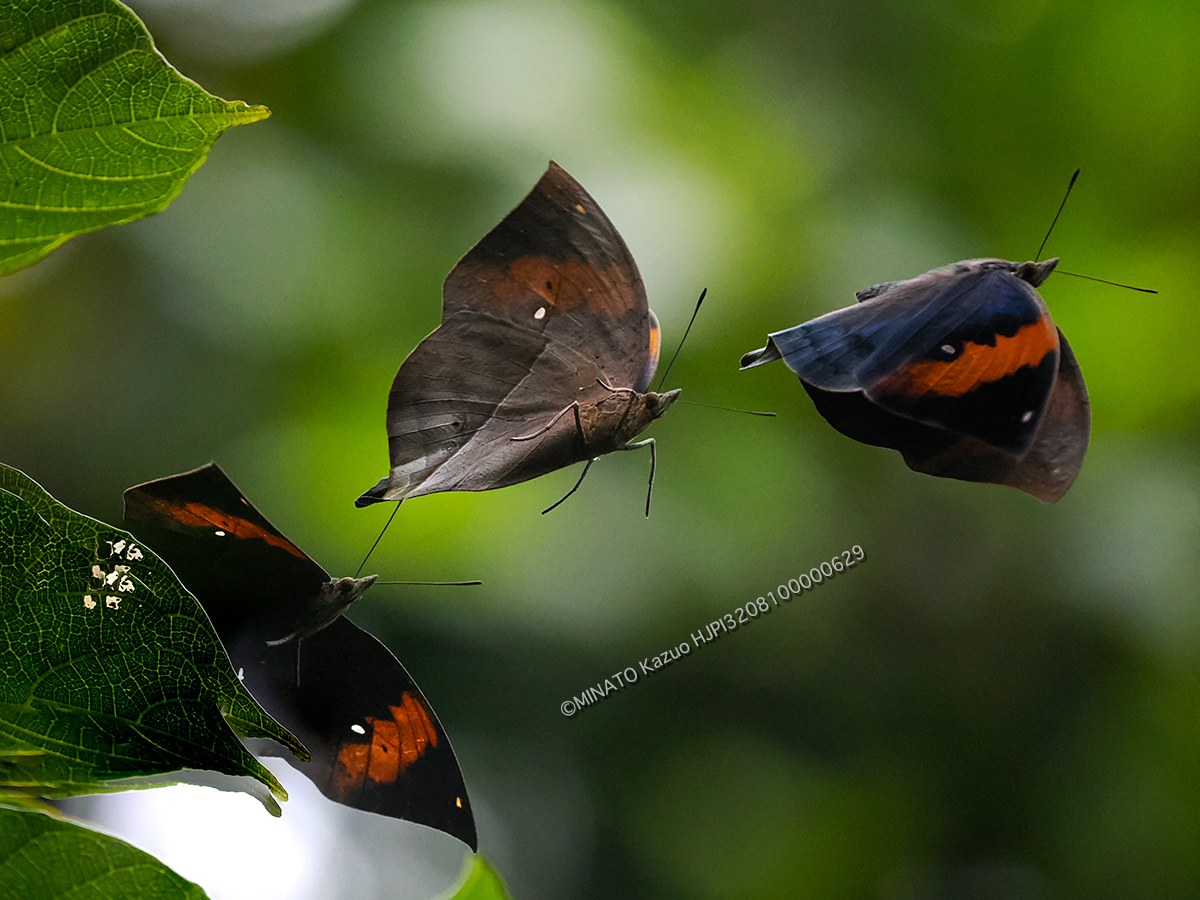 コノハチョウ飛翔 コノハチョウ飛翔