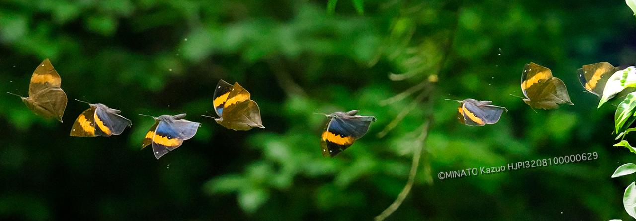 コノハチョウ飛翔 コノハチョウ飛翔