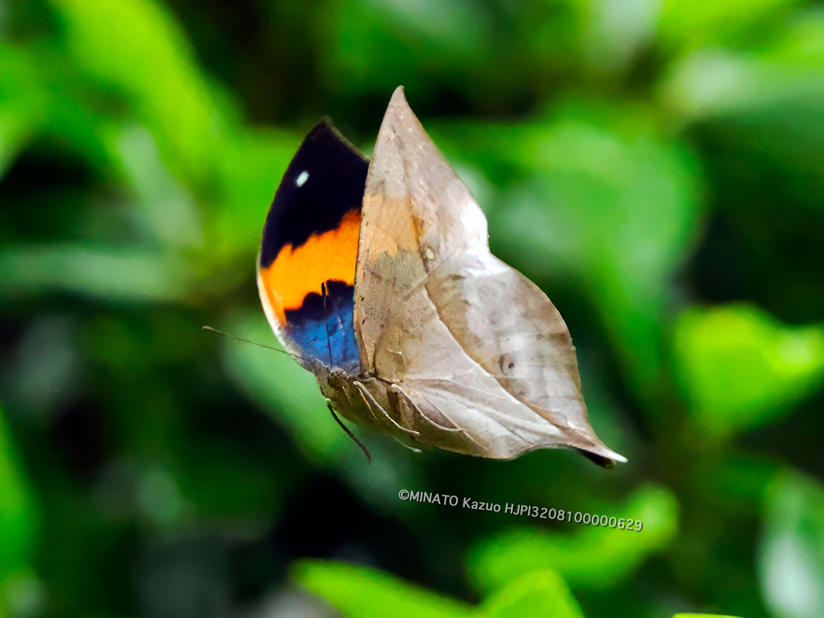 コノハチョウ飛翔 コノハチョウ飛翔