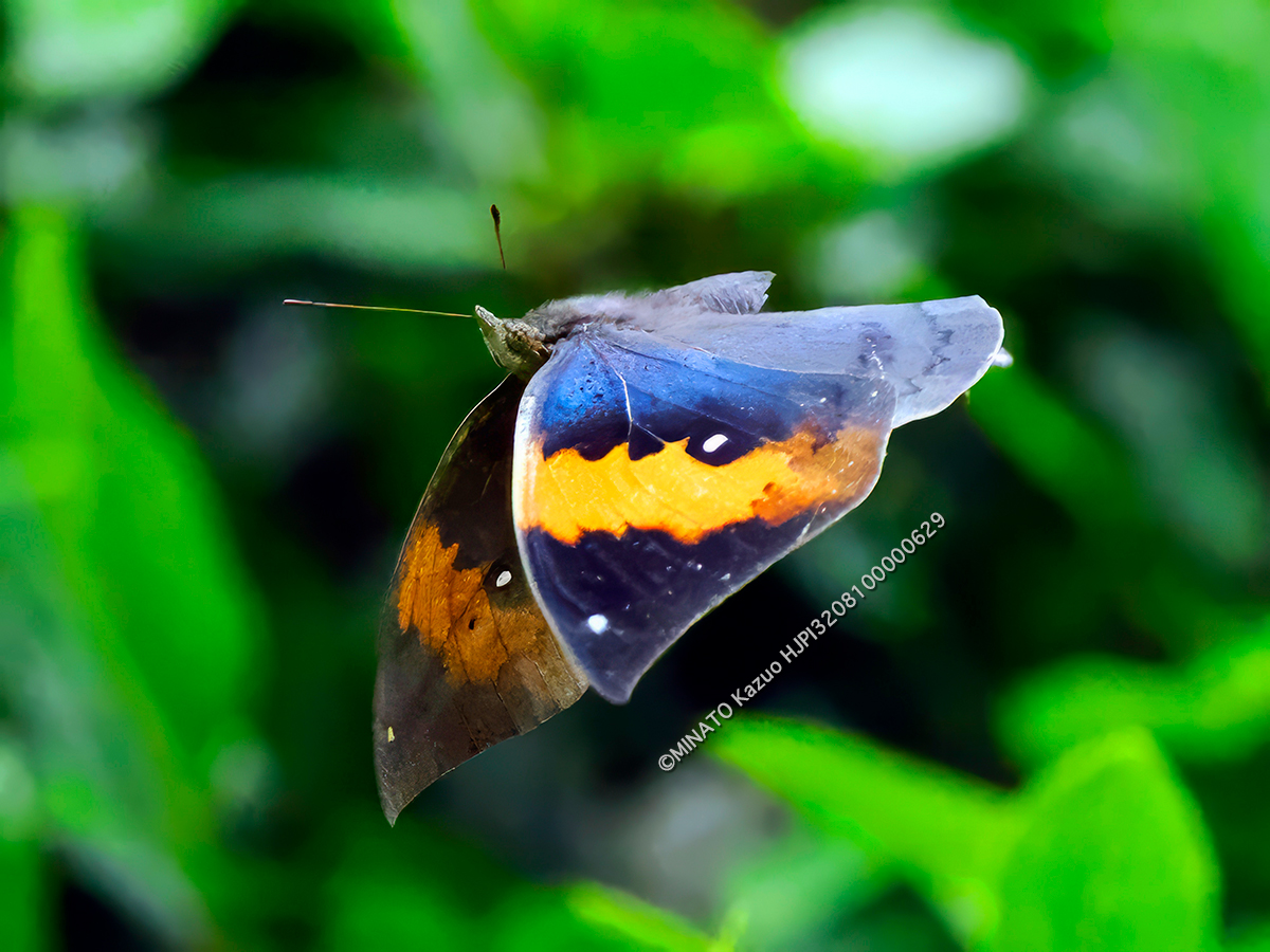 コノハチョウ飛翔 コノハチョウ飛翔