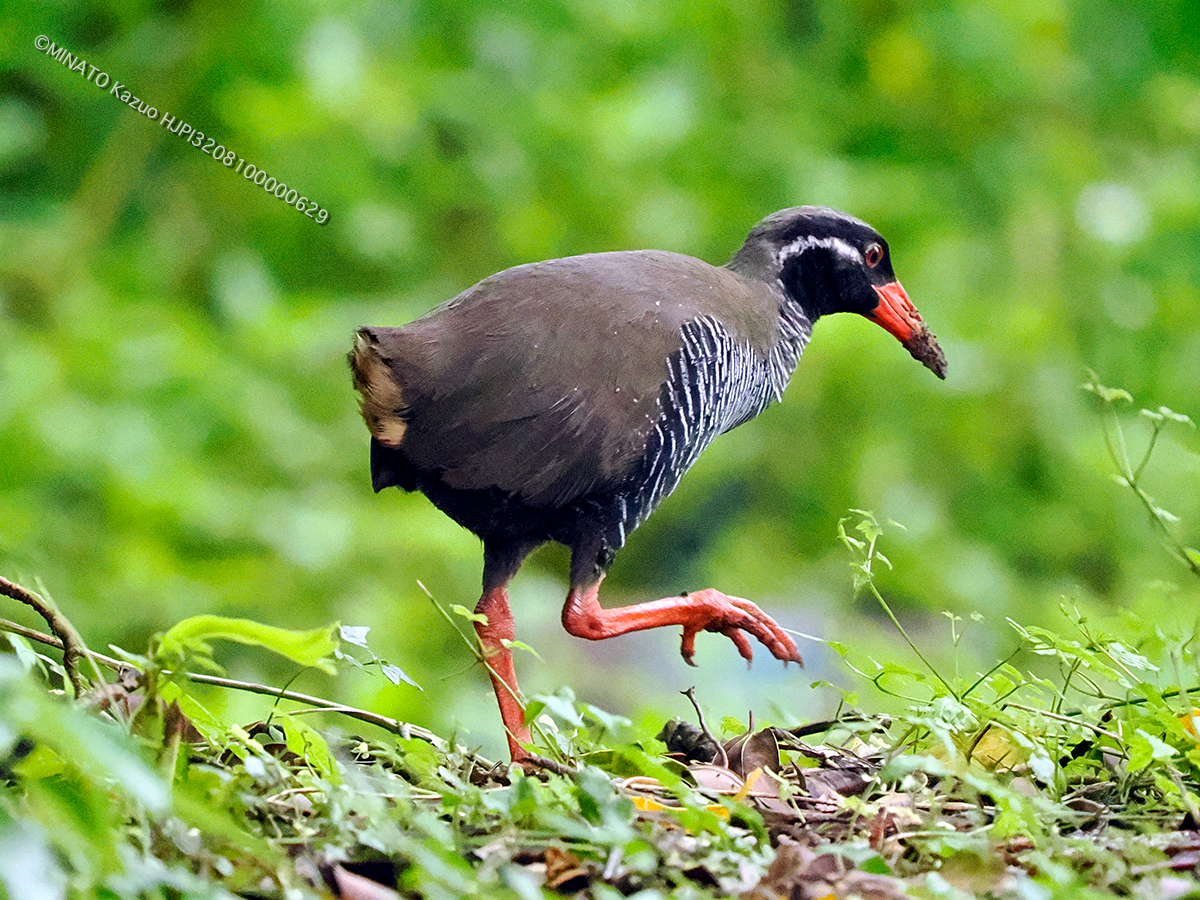 ヤンバルクイナ ヤンバルクイナ