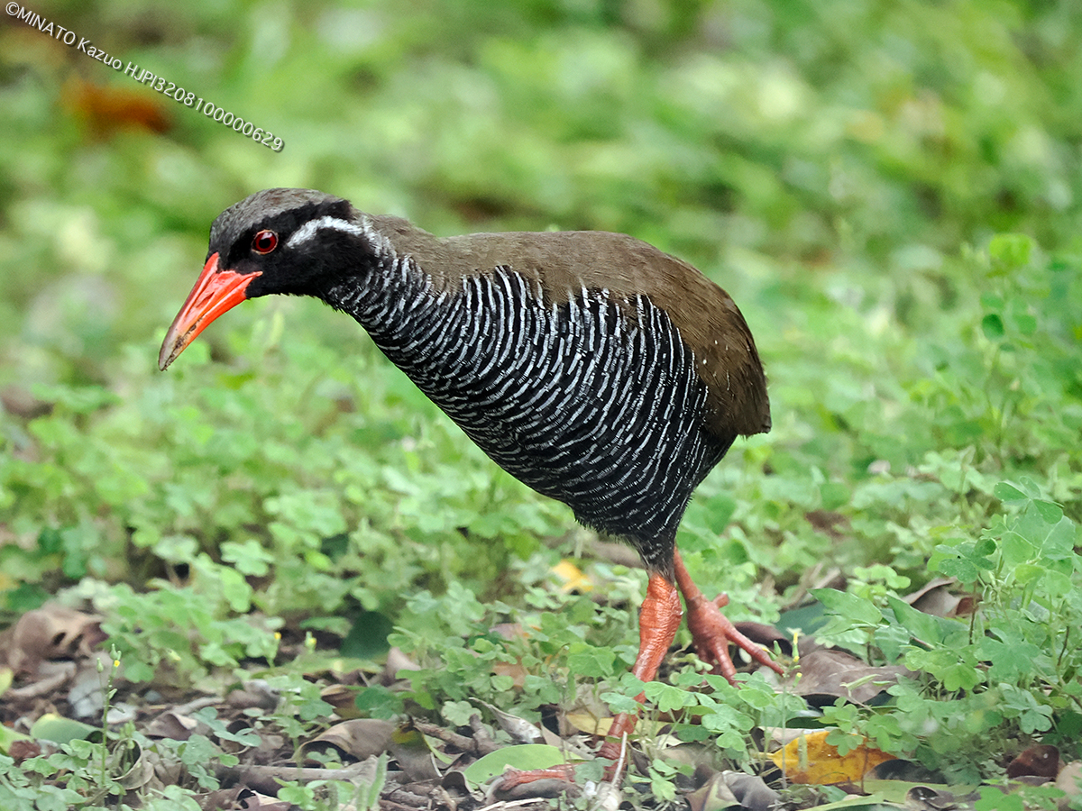 ヤンバルクイナ ヤンバルクイナ