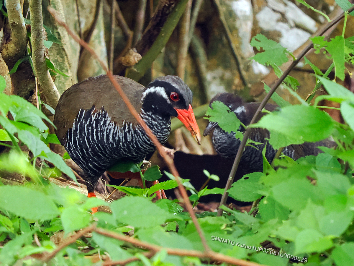 ヤンバルクイナ ヤンバルクイナ