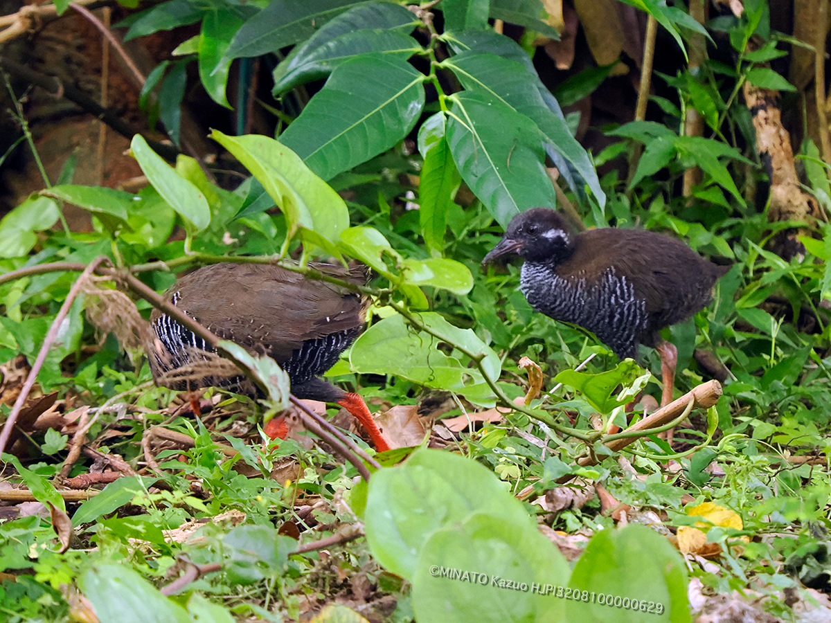 ヤンバルクイナ ヤンバルクイナ