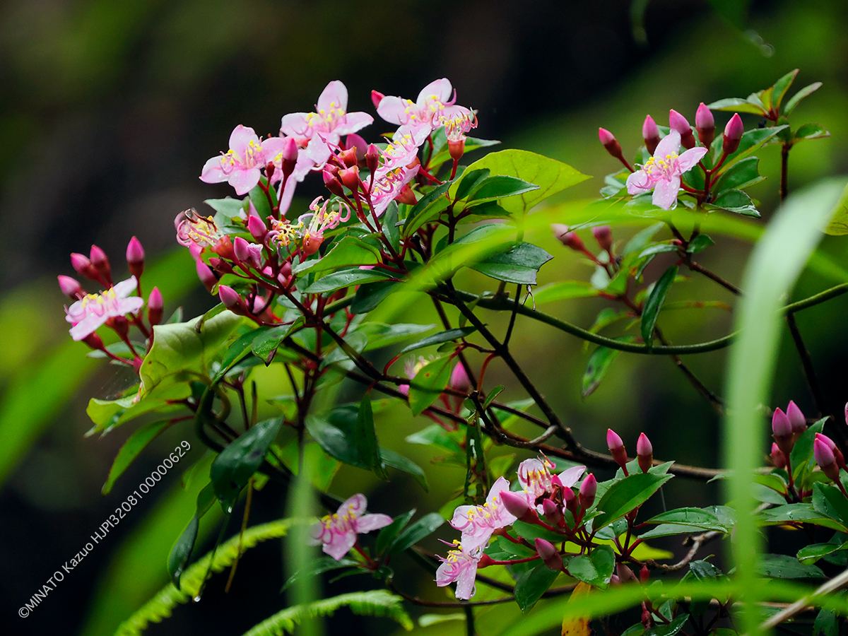 コバノミヤマノボタン