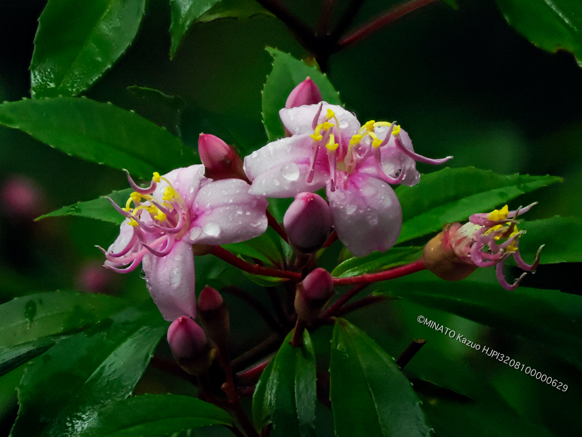 コバノミヤマノボタン