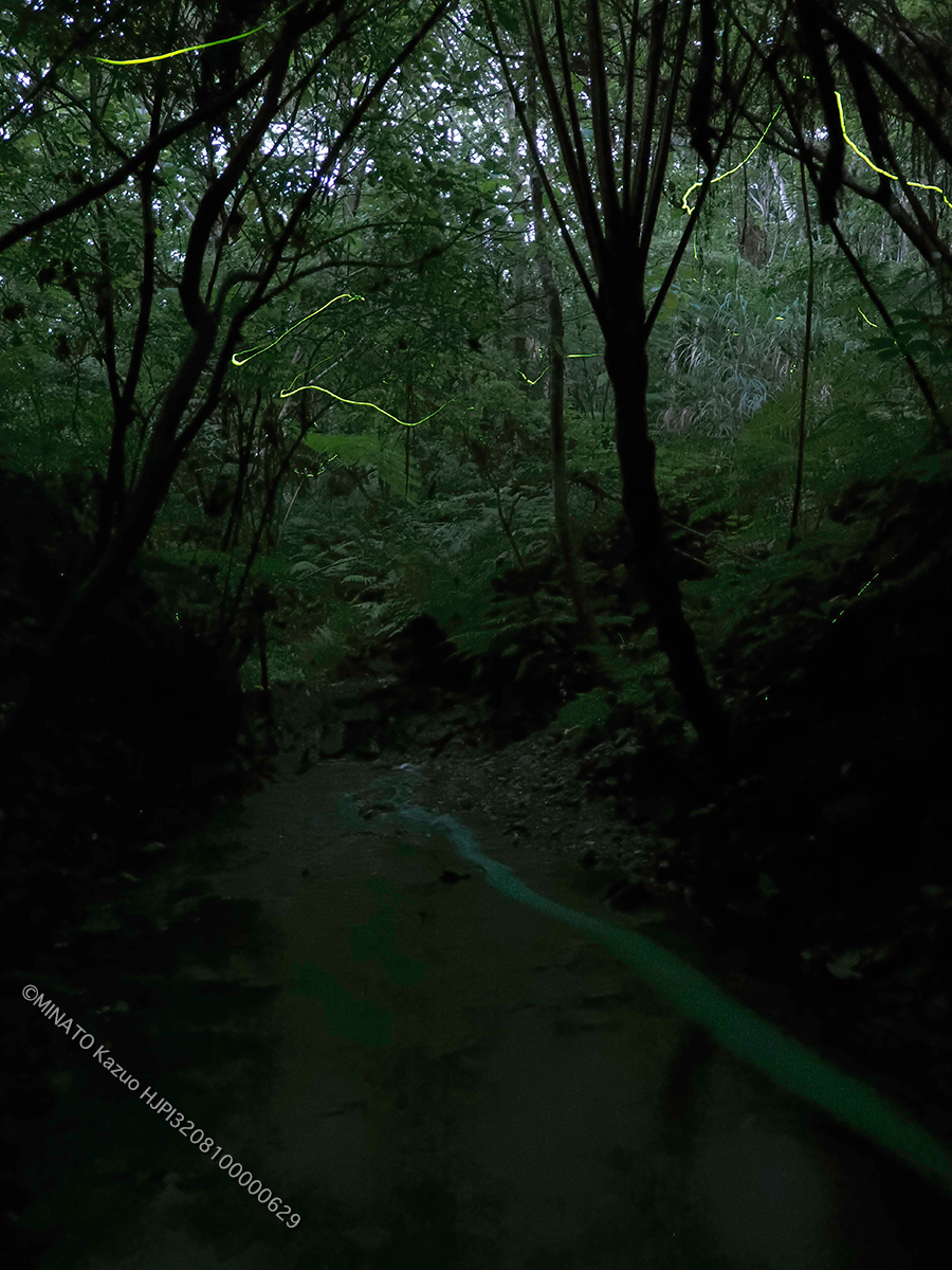 オキナワスジボタル