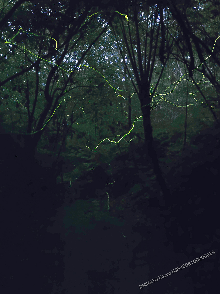 オキナワスジボタル