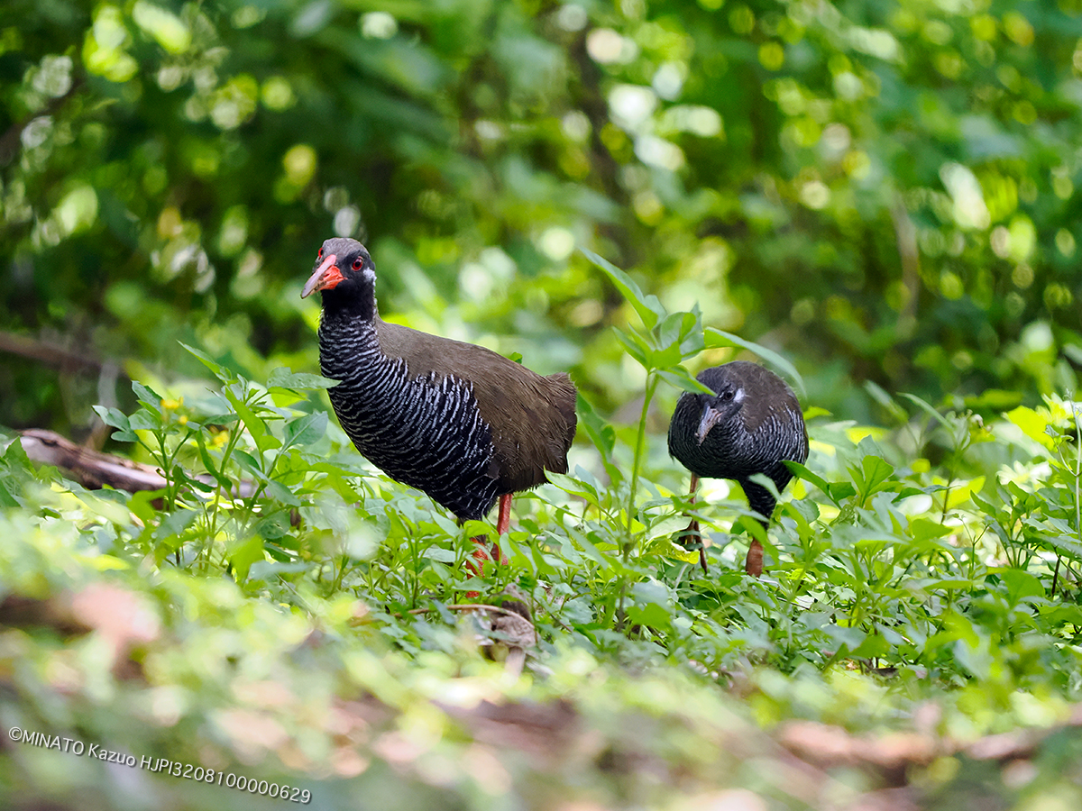 ヤンバルクイナ親子