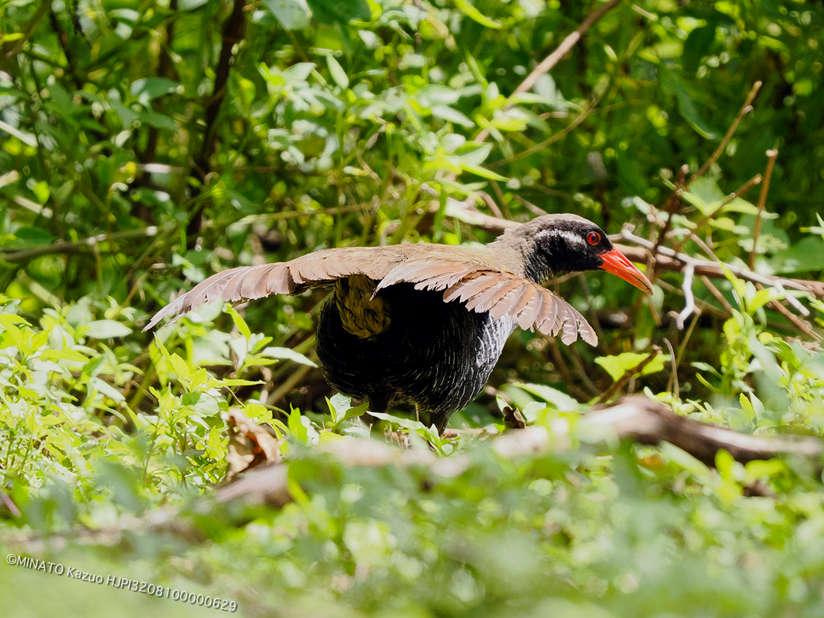 ヤンバルクイナ