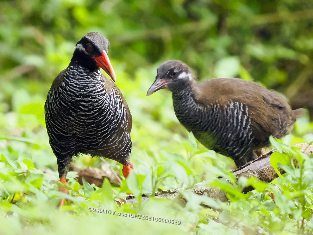 ヤンバルクイナ親仔