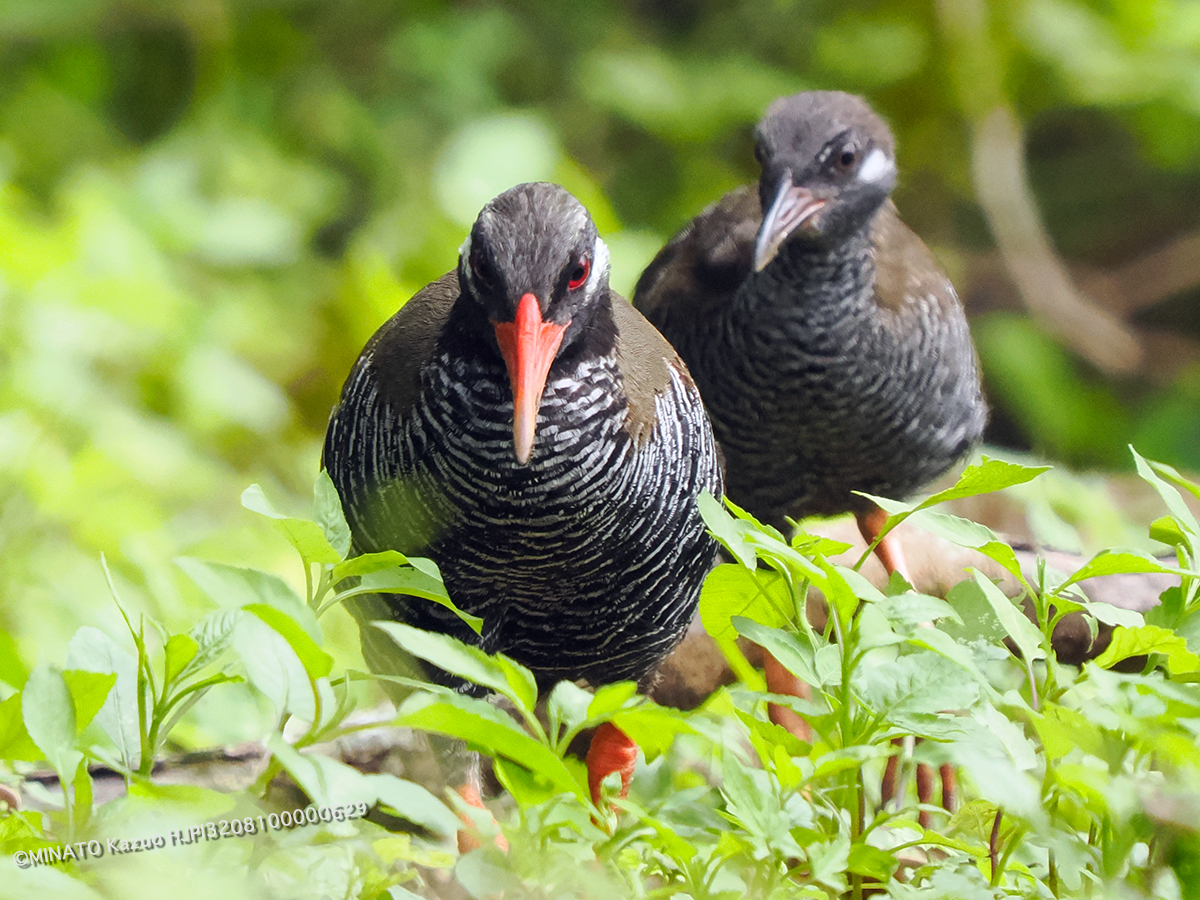 ヤンバルクイナ親仔