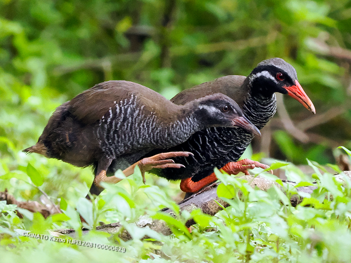 ヤンバルクイナ親仔