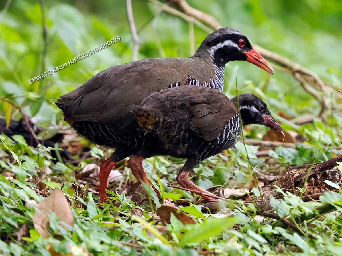 ヤンバルクイナ親仔