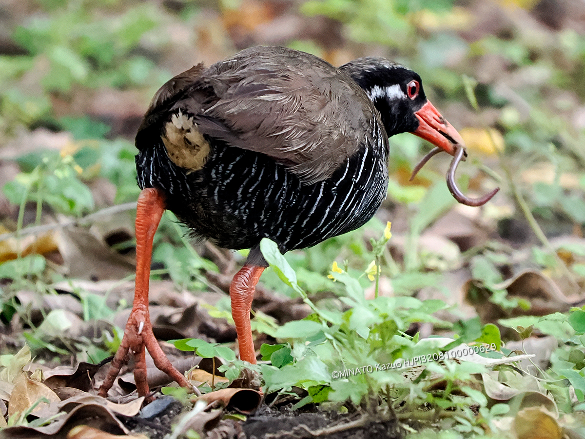 ヤンバルクイナ