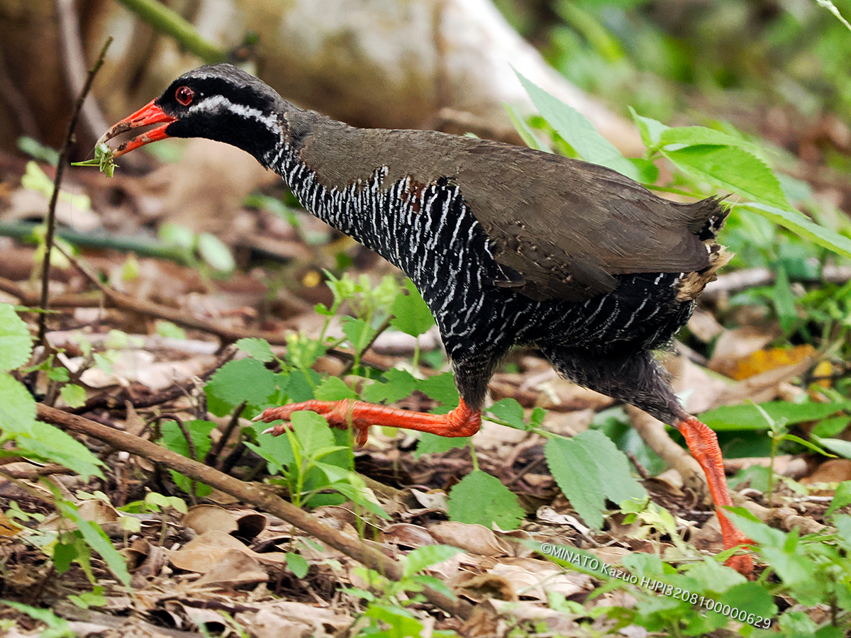 ヤンバルクイナ