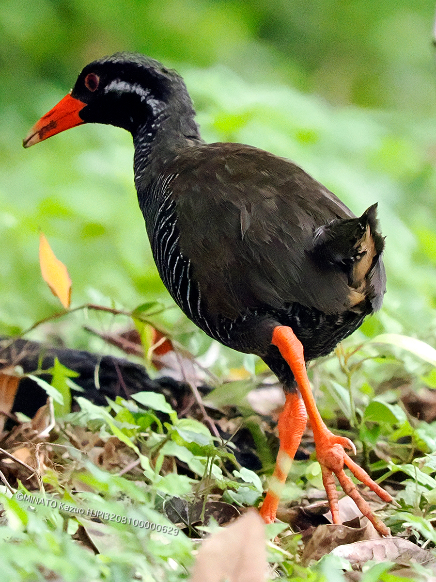 ヤンバルクイナ
