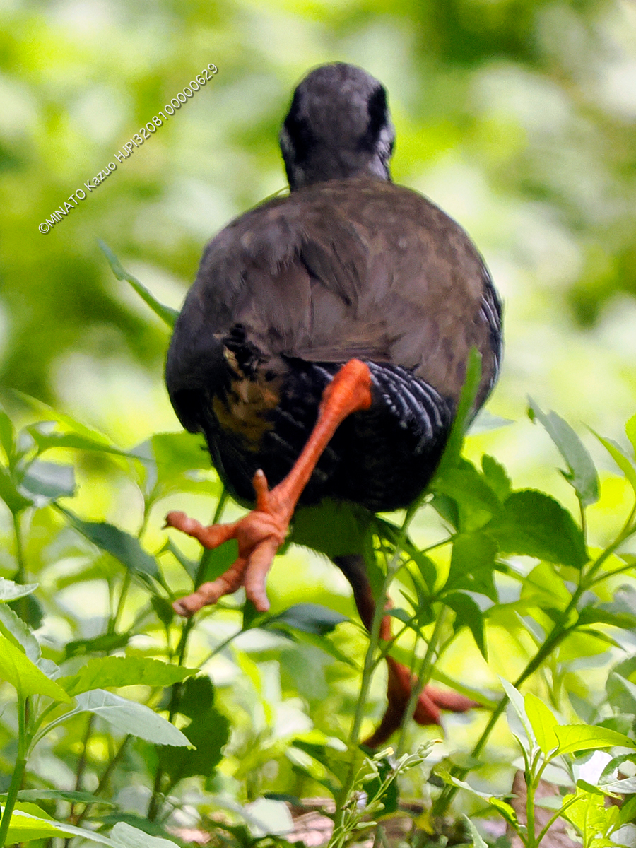 ヤンバルクイナ
