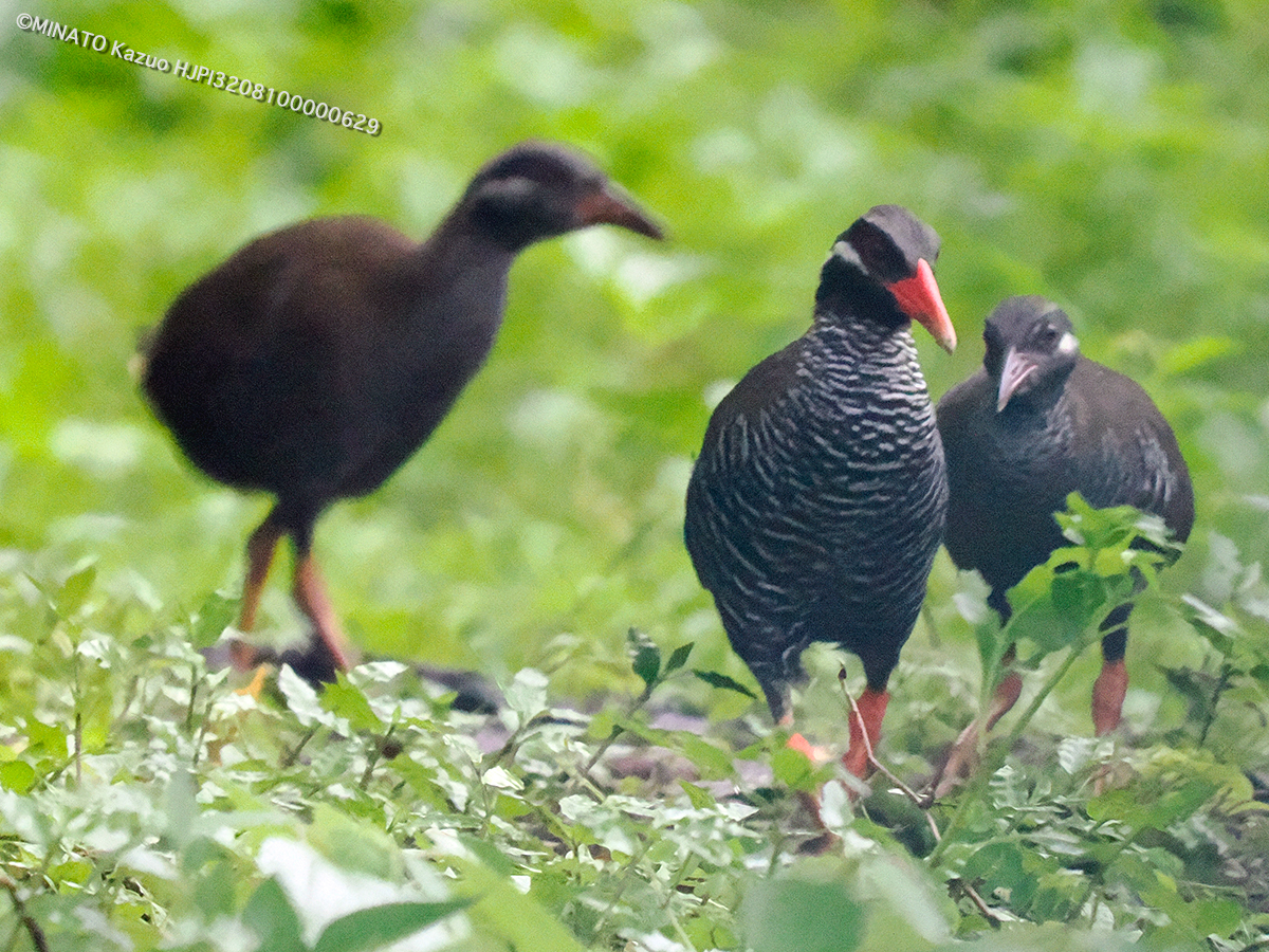 ヤンバルクイナ親仔