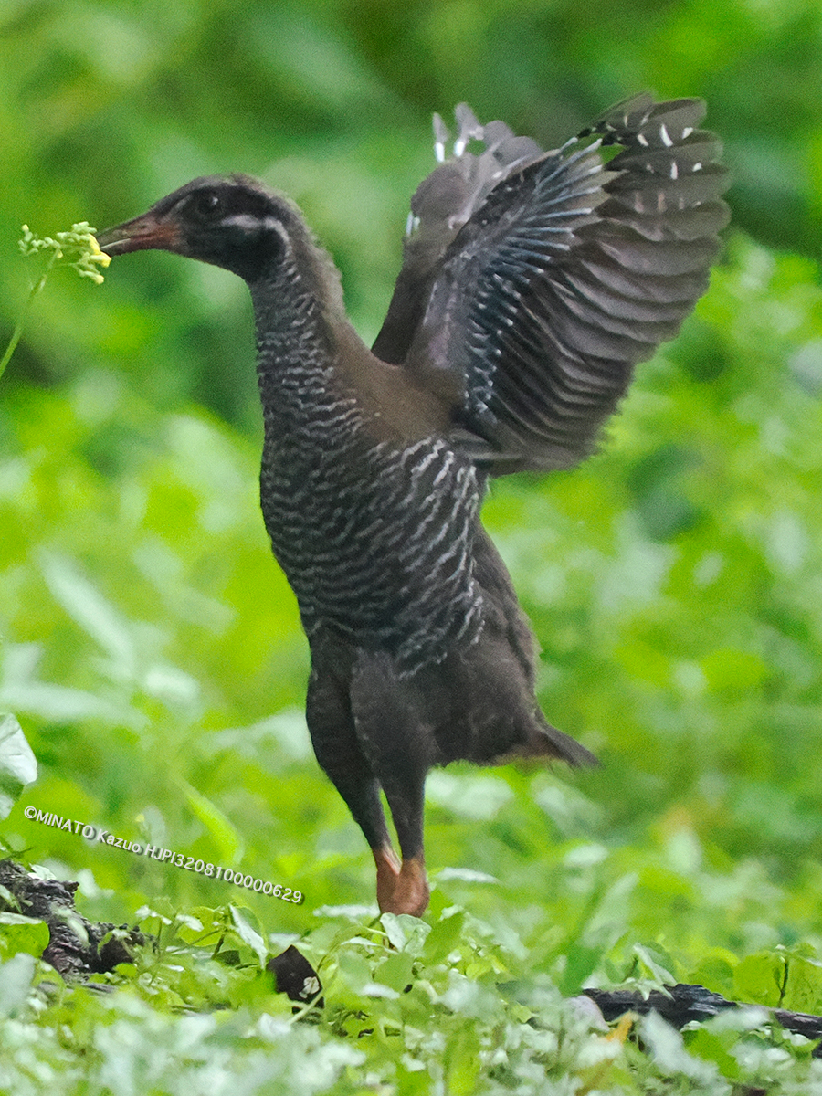 ヤンバルクイナ若鳥