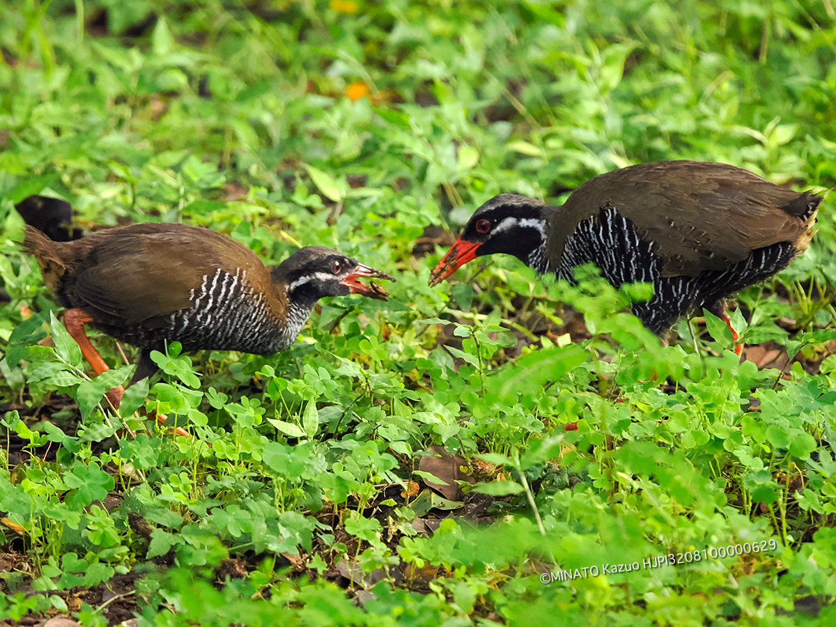 ヤンバルクイナ親仔